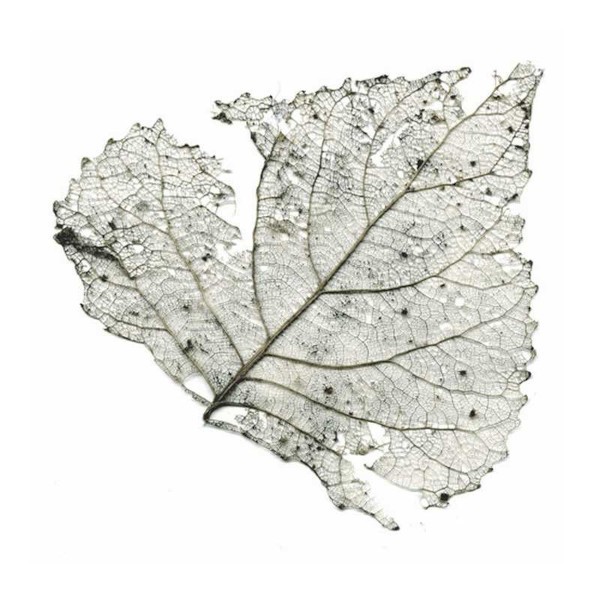 Telescopes : Hungry Audio Tapes (LP) RSD 23