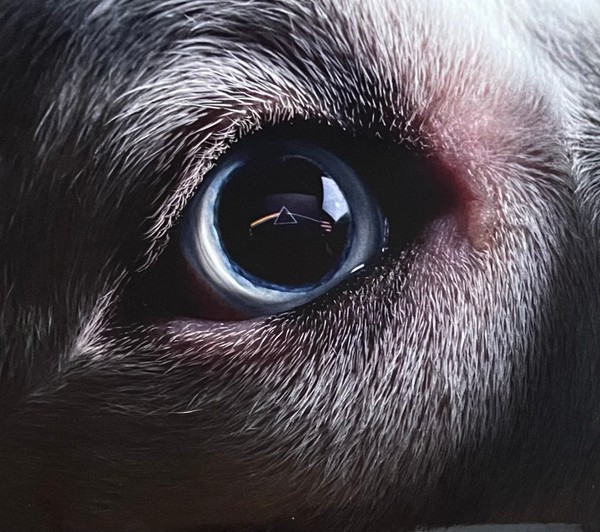 Waters, Roger : Dark side of the moon Redux (CD)