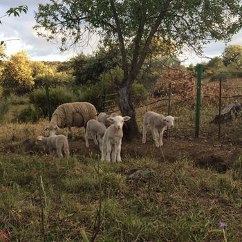 Foster, Josephine : No Harm Done (LP)