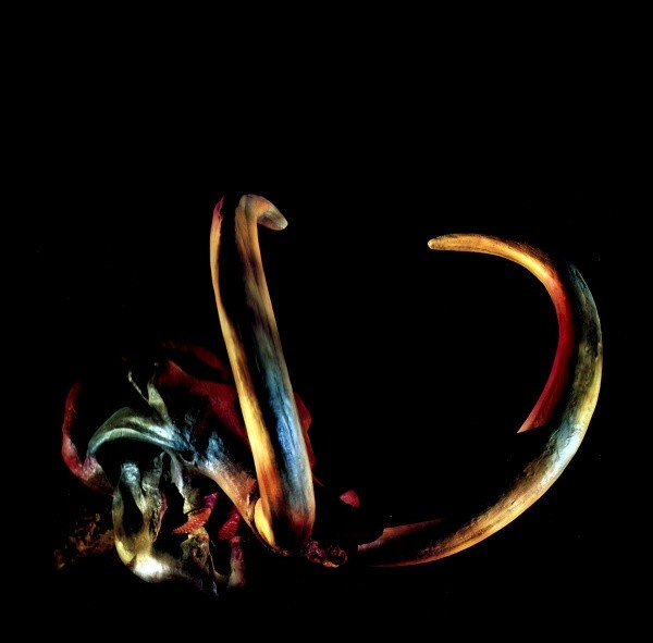 Mammut : Little Wing (LP)